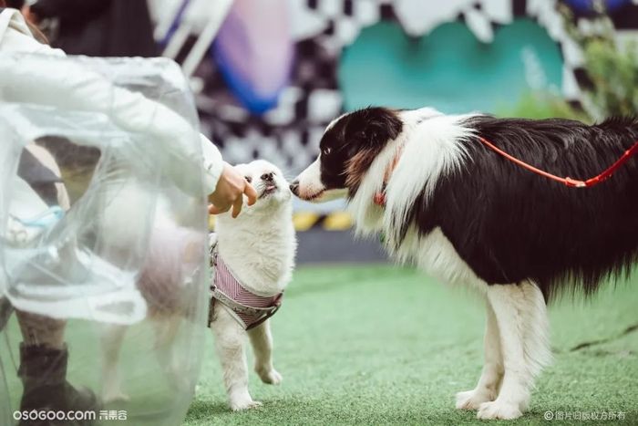 杭州大悅城花甜喜事市集